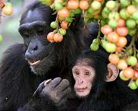 Affable apes live longer, study shows