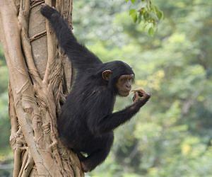 Chimpanzees have five universal personality dimensions