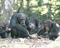 Chimpanzee intelligence depends on genes