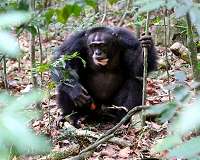 Chimpanzees start using a new tool-use gesture during an alpha male take over