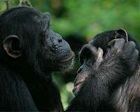 Bonobo moms help their sons secure mating opportunities