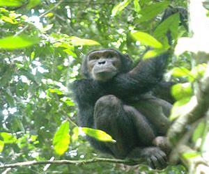 'Bonobo heaven': life at a DR Congo ape sanctuary