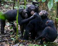 Wild chimpanzees share food with their friends