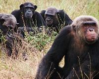 Parasites and the evolution of primate culture