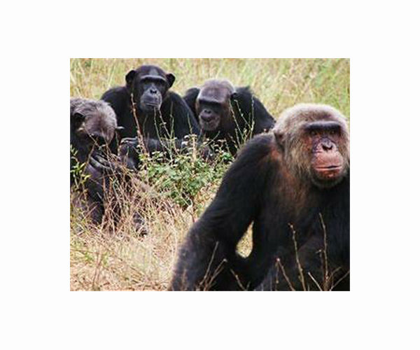 Trafficked apes from DR Congo recovered in Zimbabwe