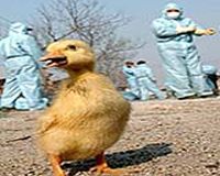 China detects no bird flu outbreaks among poultry: UN