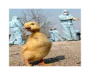China reports four more deaths, 129 bird flu cases