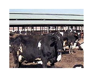 Chinese dairies seek French tie-ups to shore up image