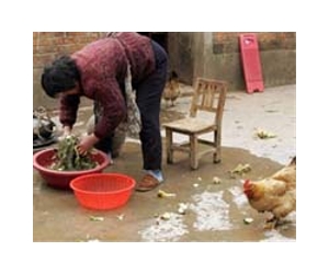 China wins WTO backing in chicken fight with US