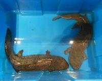 China officials dine on endangered salamander: reports