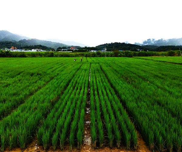 Farmers in China, Uganda move to high-yielding, cost-saving perennial rice