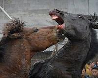 EU plans more tests for horsemeat in food