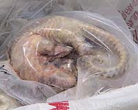 Chinese appetites wiping out pangolins in Southeast Asia