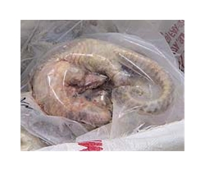 China seizes eight tonnes of endangered pangolins