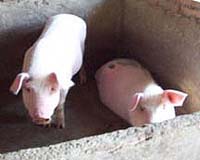 Improving Swine Waste Fertilizer