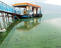 Algae Choking Another Major Chinese Lake