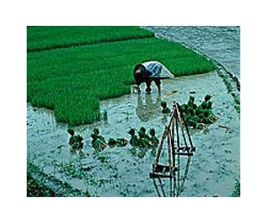 Japan rice futures soar on nuclear fears