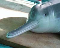 'Global extinction crisis' predicted by conservation group