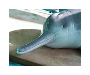 China surveys Yangtze dolphin as extinction looms