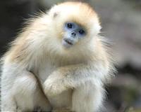 China school sees monkey business in New Year