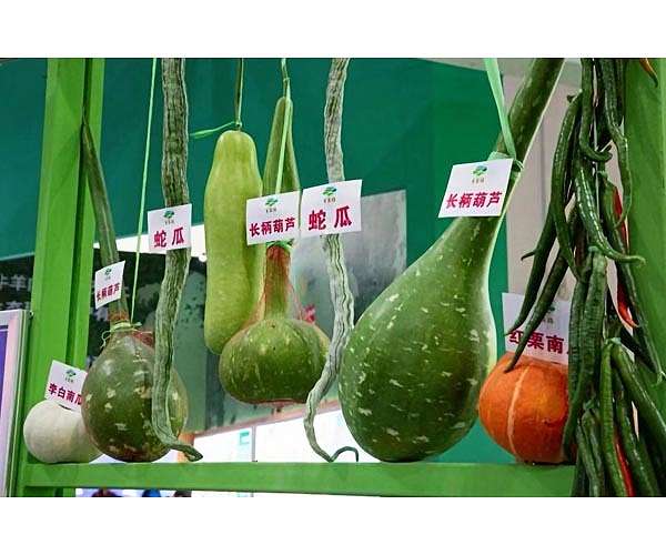 Seeds from China's space station tested in agricultural experiments