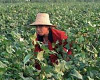 Chinese farmers' income rises: report