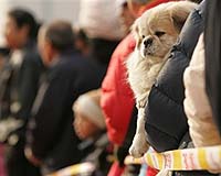 Why Small Dogs Are Small