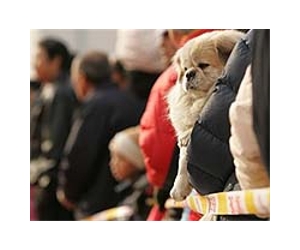 Dog meat could come off Chinese menus