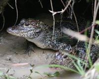 Reintroduced Chinese Alligators Now Multiplying In The Wild In China