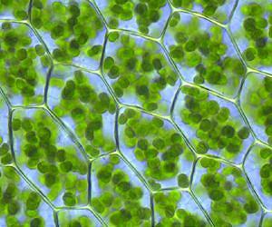 Tiny algae shed light on photosynthesis as a dynamic property
