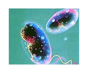 Cholera outbreak hits eastern China