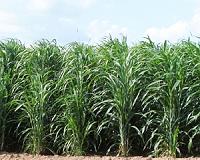 Ceres to Expand Product Development in Sorghum and Sugarcane