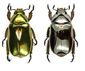 Researchers Discover Optical Secrets of Metallic Beetles