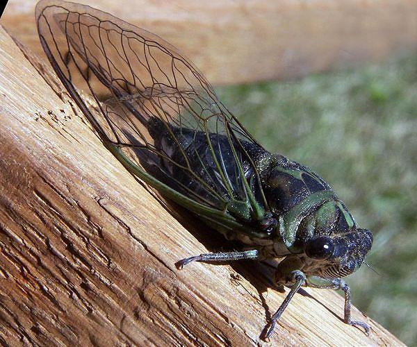 Trillions of cicadas to swarm U.S.; first double-brood emergence in 200 years