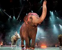 Circus elephants' retirement home promises pampered life