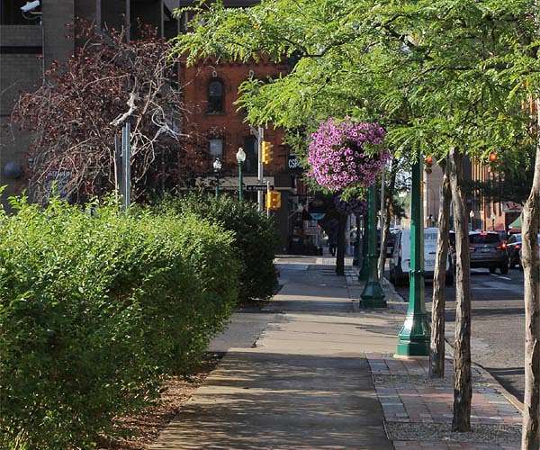 How urban planners can use trees to cool entire cities