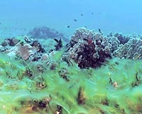 Troublesome Green Algae Serve As Coating Substrate In Record-Setting Battery