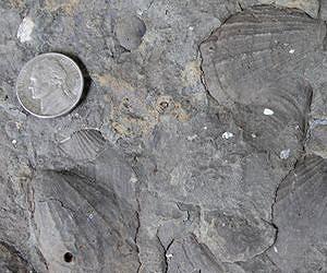 Clam fossils divulge secrets of ecologic stability