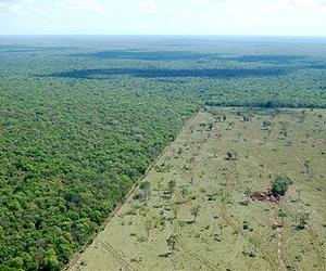Brazil says no evidence loggers burned indigenous girl