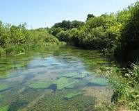 Researchers detect wildlife using DNA found in river water