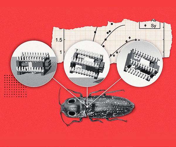 Click beetle-inspired robots jump using elastic energy