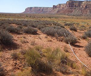 Plant production could decline as climate change affects soil nutrients