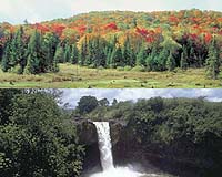 World Forest Observatory Needed