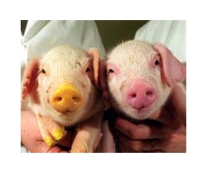 European And US Consumer Views On Cloned Products Differ