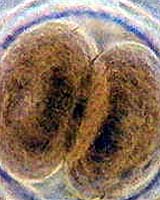 Hybrid Embryos Legal; Licensing Deferred