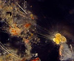 The 'genetics of sand' may shed new light on evolutionary process over millions of years