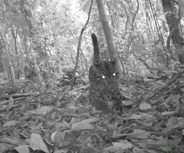 Spotted: endangered leopard in Bangladesh