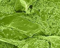 Microbe mobilizes 'iron shield' to block arsenic uptake in rice