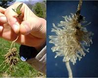 How a South American tree adapts to volcanic soils
