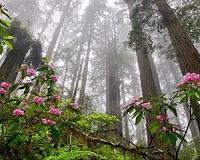 Future coastal climate not cool for redwood forests